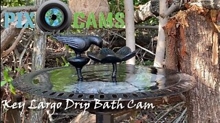 PixCams.com Key Largo Drip Bath Cam