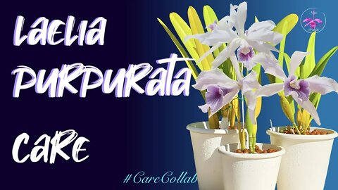 Laelia purpurata | Self-Watering & Leca set-up CARE | Mediterranean Climate #CareCollab
