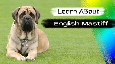 Learn About English Mastiff! 🐶 One Of The Biggest Dog Breeds In The World
