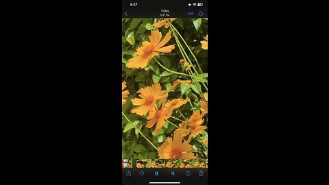 Vedio graphy | flowers | nature | Abbotabad