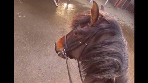 A side saddle ride out on a windy February day - Horse riding Isle of Man