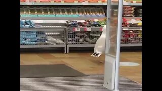Seagull steals a bag of chips