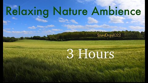 3-Hour Nature Bliss: Endless Grass Field Ambience