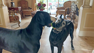 Funny Great Danes Amuse Cat Playing Tug Of Little Toy Game