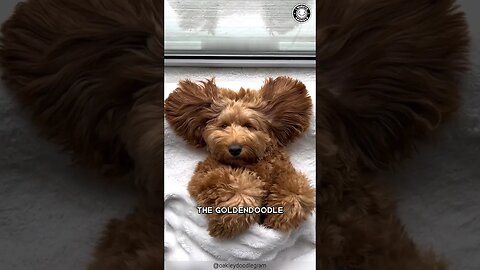 Goldendoodle 🐶 The Playful Poodle Mix!