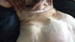 Watching This Pup Get A Full Massage Makes Us Wish We Could Be In His Place