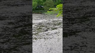 A duck swimming through a pond