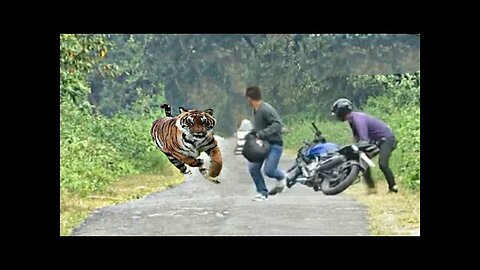 Tiger chasing Bikers Near Tadoba National park || Siddhesh Misal