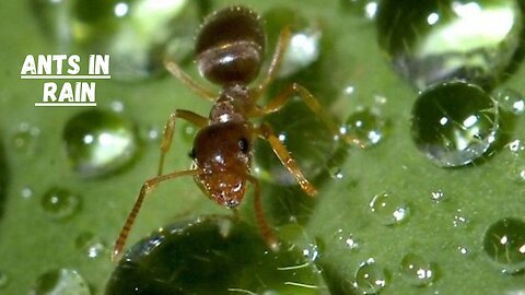 Ants Behavior in the Rain