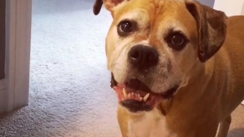 Dog expresses how much she hates chores