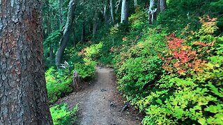 BITE-SIZED WILDS | Vibrant, Vivid & Vivacious Fall Foliage @ Mount Hood! | Timberline | Oregon | HD