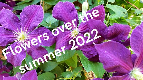 Flower I Have Enjoyed This Summer, 2022
