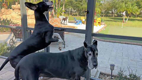 Bouncing Great Danes Can't Wait to Go On Squirrel Patrol
