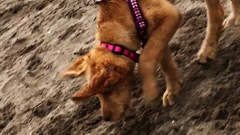 Puppy shows sheer joy while digging holes at the beach