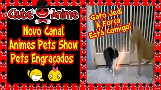 😁😁😄😆😊😄CLUBE DO ANIME GERAÇÃO OURO|GATO JEDI| JEDI CAT| |PETS ENGRAÇADOS|2020😁😁😄😆😊😄