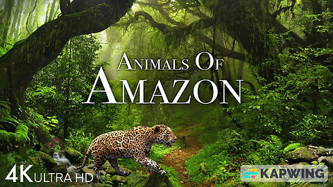 Animals of Amazon 4K - Animals That Call The Jungle Home | Amazon Rainforest |Scenic Relaxation Film