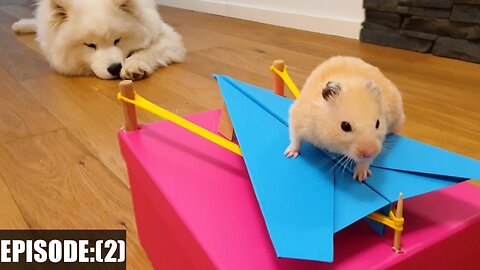 NEVER TRUST your pet HAMSTER when it's hungry! (Ep:2)