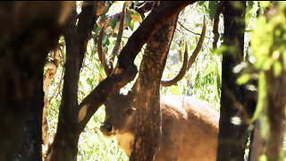 Bowhunting Rusa Stag in Australia