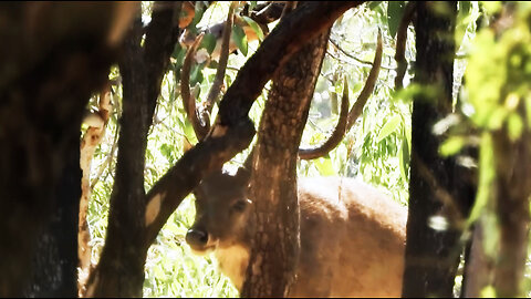 Bowhunting Rusa Stag in Australia