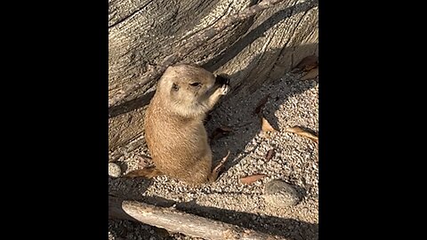 Prairie dog at dining