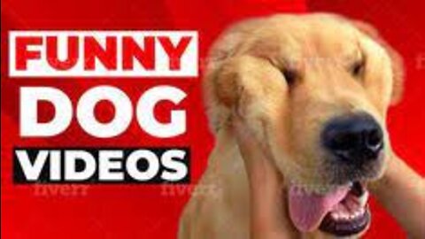 Who needs a good Laugh 😂??? Must See Funniest Dog Compilations