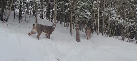 The deer struggle to get food in the winter