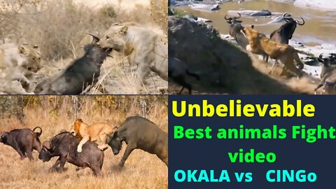 Unbelievable best animals fight || buffalo killed lion || crazy moments 2022 ||