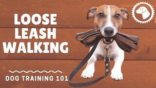 Tips to Teach Your Dog Loose Leash Walking | DOG TRAINING 🐶 Brooklyn's Corner