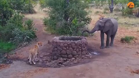 Elephant 🐘 sprays water 💦 at Lion 🦁