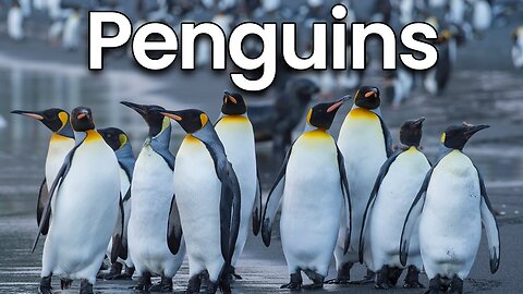 All about Penguins for Kids: Penguins Facts and Information for Children