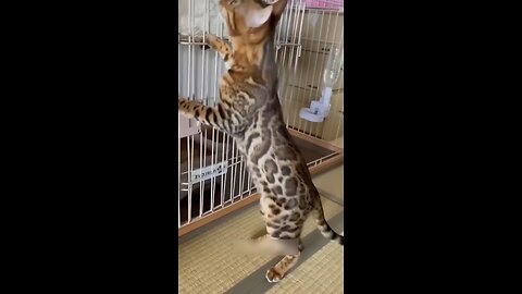 Cat Playing With Door Trained Cat