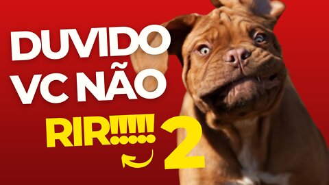 ESSES DOGUÍNEOS SÃO HILÁRIOS