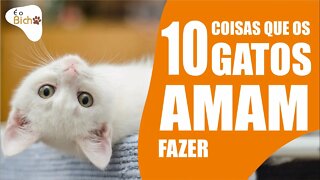 10 Coisas que os GATOS AMAM fazer