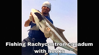 Fishing Rachycentron canadum with hooks