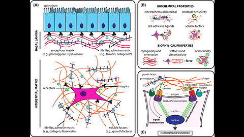Pischinger space - soft connective tissue - system of basic regulation