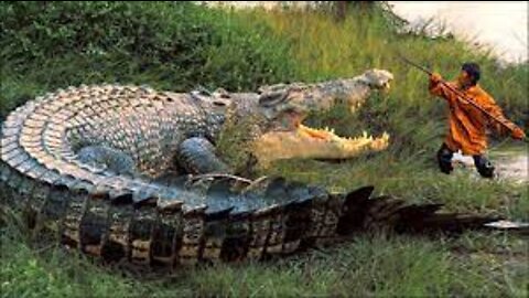 alligators eating from people's hand