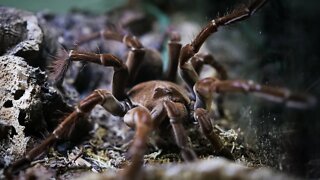 Goliath Birdeater Tarantula (Theraphosa blondi) #shorts