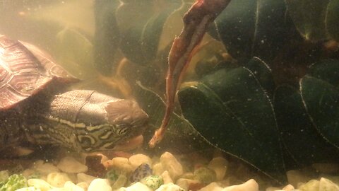 Chappie the turtle attempting to eat a fish