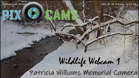 PixCams.com Wildlife Webcam 1 Live Stream