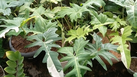 Philodendron varigated tropical plants for sale shipping from Jakarta Indonesia