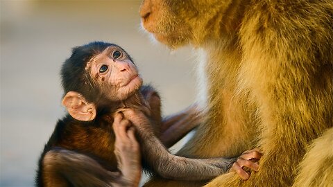 Infant Macaque Kidnapped - 4K UHD - Seven Worlds One Planet - BBC Earth