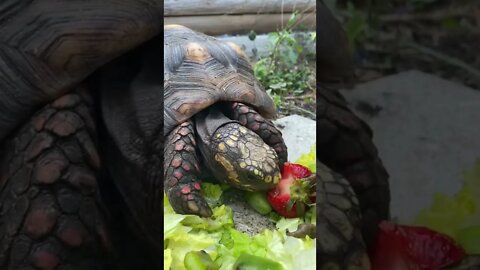 Sweet Melon the RedFoot Tortoise