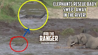 Elephants Rescue Baby Swept Away In The River! | Maasai Mara Safari | Zebra Plains