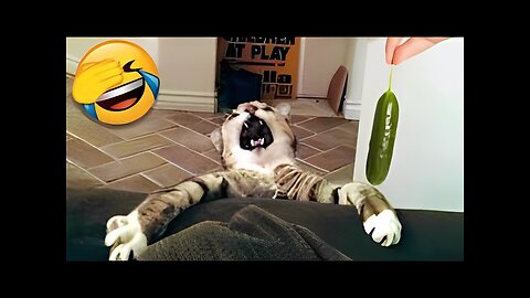 Funny Cats That Will Brighten Your Day Pt 4/ Cats video funny 2023