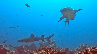 Pack of Whitetip sharks come close to investigate divers