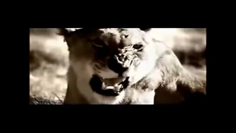 Antelope v/s Lion | Must Watch #Shorts