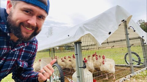 Mobile Chicken Coop | Raising Chickens 101 | For Beginners