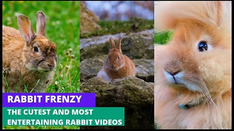 Rabbit Frenzy (4K video) The Cutest and Most Entertaining Rabbit Videos on Rumble!"