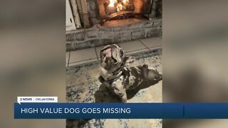 High Value Dog Goes Missing
