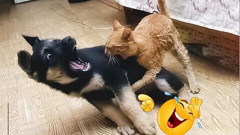 Hilarious Cat and Dog Compilation That Will Make You LOL 😂🤣